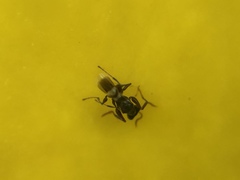 Insecta