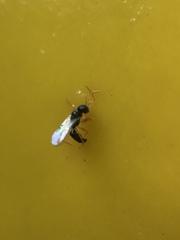 Hymenoptera