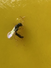 Hymenoptera