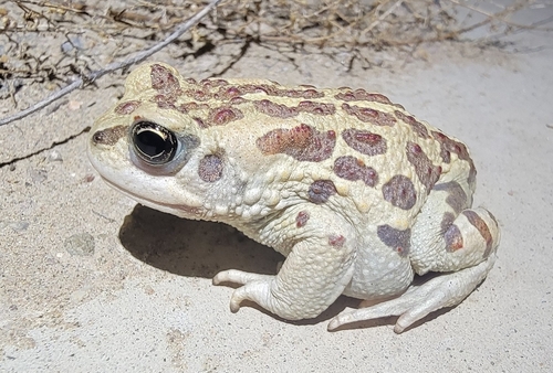 Mongolian Toad