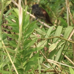 Terpsiphone atrocaudata