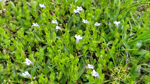 Image of Savannah False Pimpernel (Lindernia grandiflora) by (c) Athena Philips, some rights reserved (CC BY)