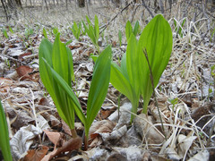 Allium ochotense