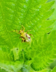 Dryophilocoris flavoquadrimaculatus