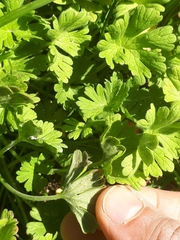 Peronospora conglomerata