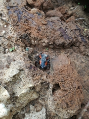Phrynomantis bifasciatus