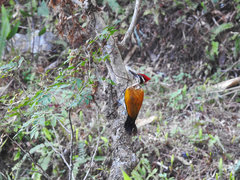 Chrysocolaptes guttacristatus