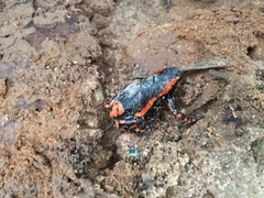 Phrynomantis bifasciatus