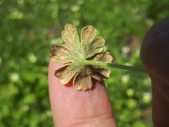 Peronospora conglomerata