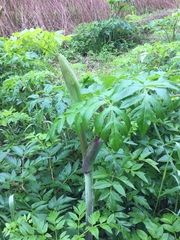 Angelica atropurpurea
