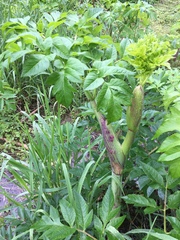 Angelica atropurpurea