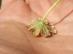 Peronospora conglomerata