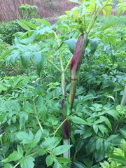 Angelica atropurpurea