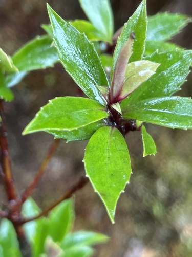Myrsine denticulata observed 2024-05-23