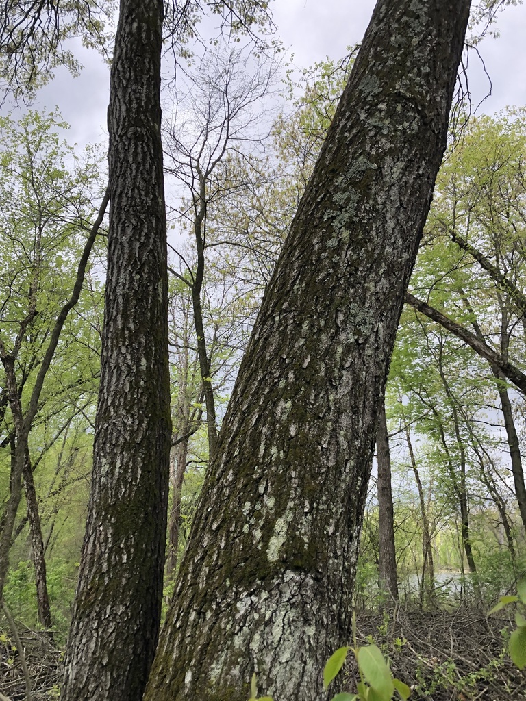 Northern Pin Oak Height