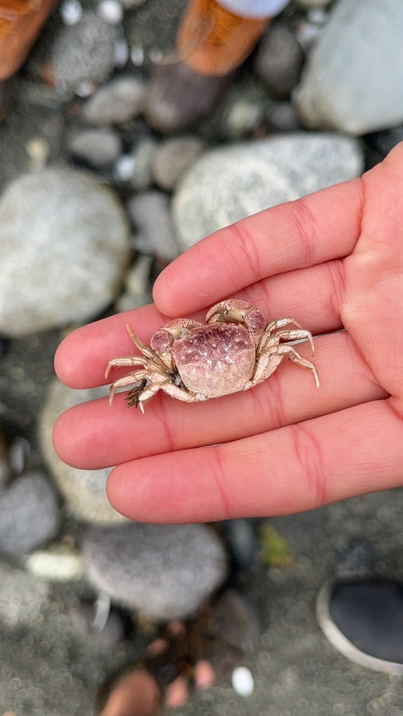 Hairy-handed Crab from South Island / Te Waipounamu, Mararoa Waimea ...