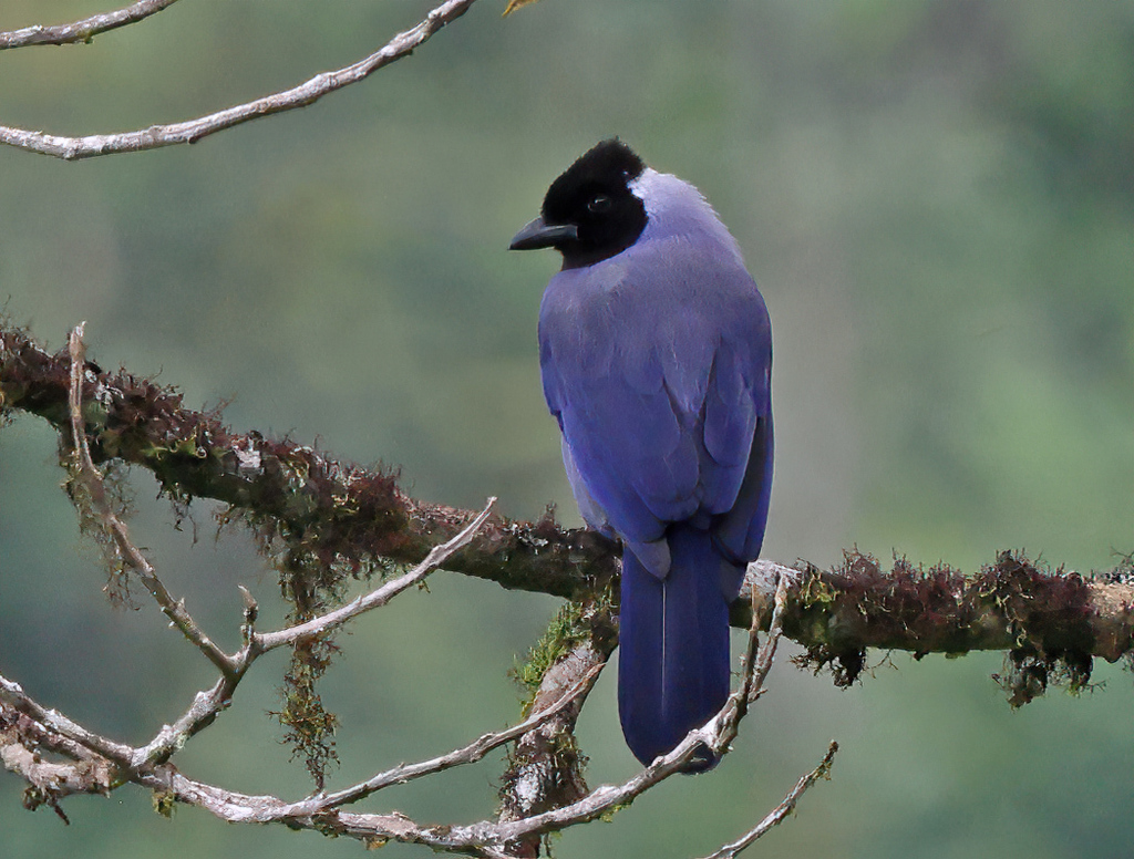 Violaceous Jay