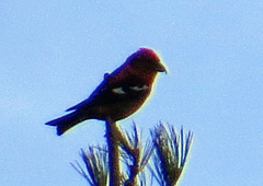 Loxia leucoptera image