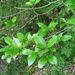 Ficus erecta erecta - Photo (c) KENPEI, alguns direitos reservados (CC BY-SA)