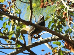Saltator grandis