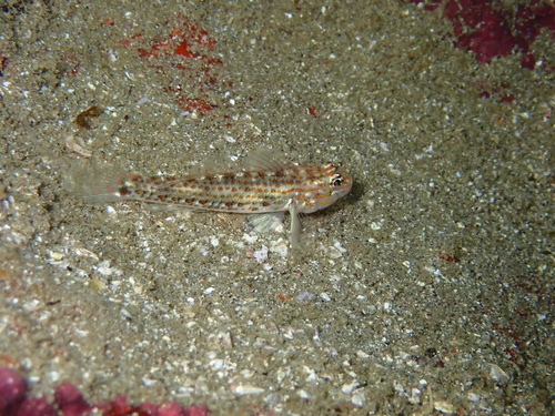 Redlight goby (Coryphopterus urospilus) — Gobiidae — 2