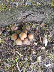 Fungi