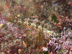 Belted Blenny photo 4