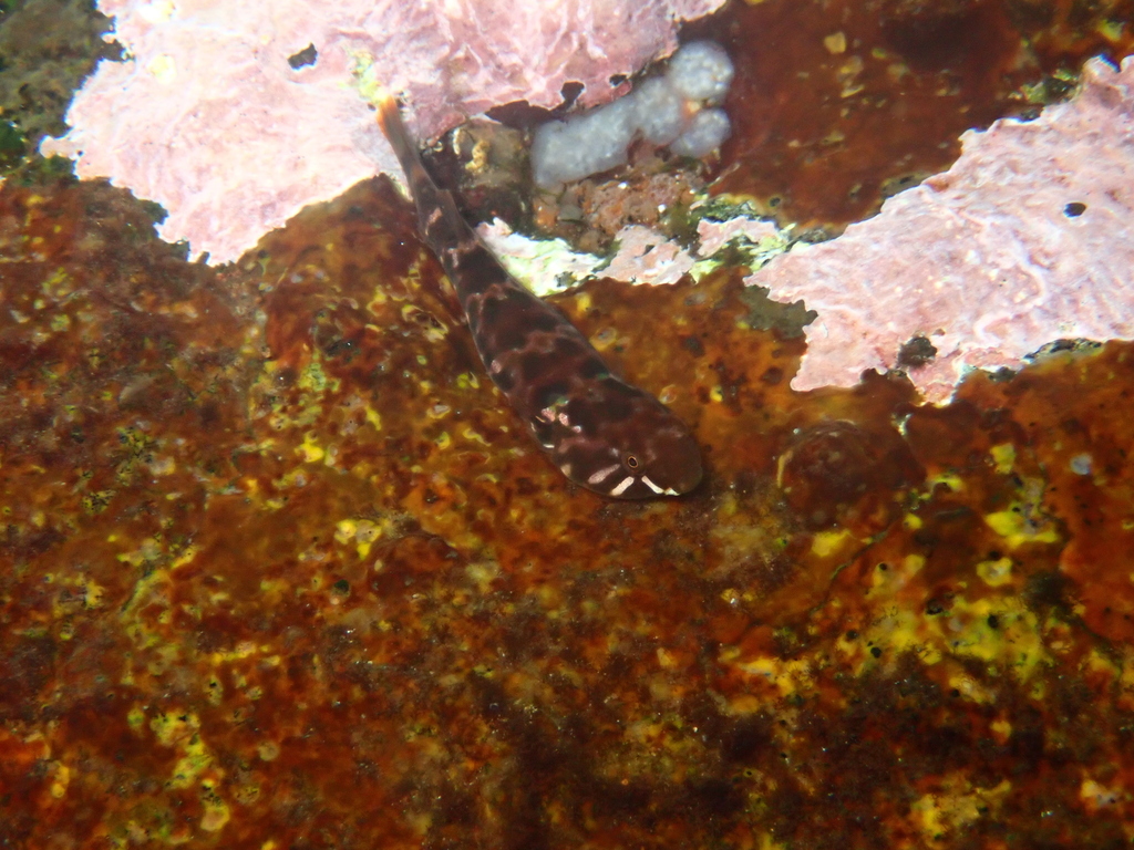 Hourglass clingfish (Tomicodon petersii) — Gobiesocidae