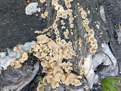 Fungi