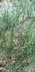 Allocasuarina muelleriana