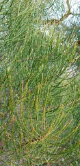 Allocasuarina muelleriana