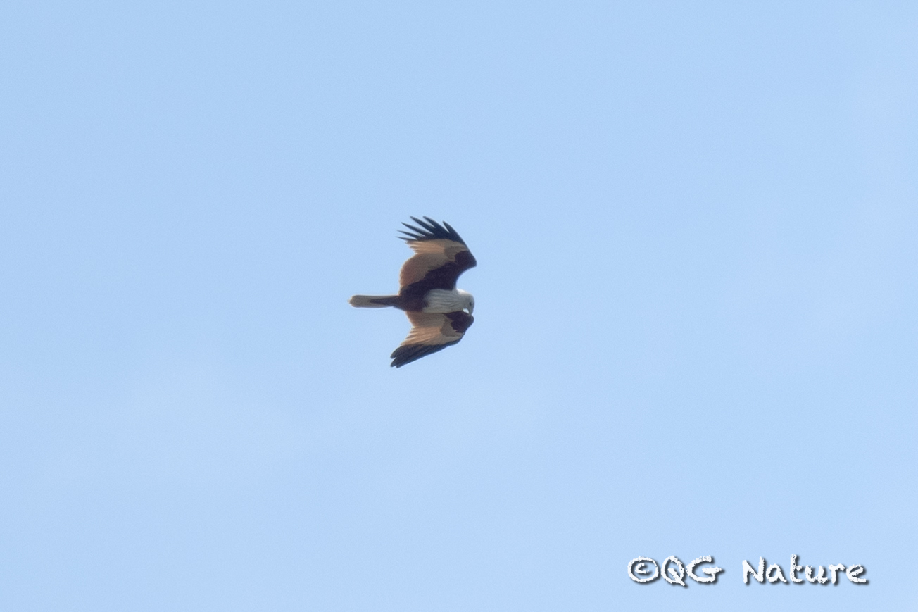 Brahminy Kite