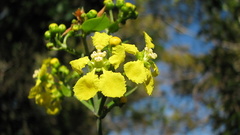 Banisteriopsis nummifera