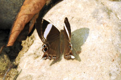 Abisara chela