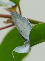 Spalgis lemolea lemolea