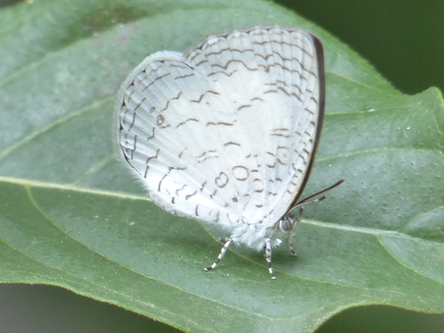 Lemolea Harvester