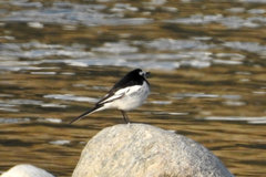 Motacilla alba alboides