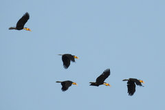 Rhyticeros undulatus