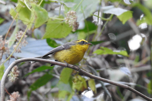 Chelidorhynx hypoxanthus