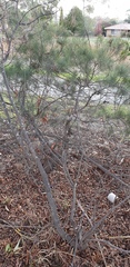 Allocasuarina muelleriana