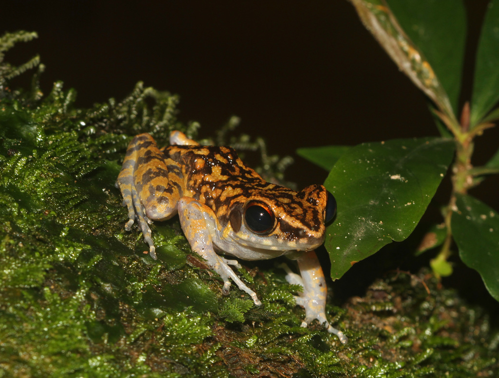 Spotted Stream Frog