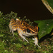 Spotted Stream Frog - Photo (c) Leonid A. Neymark, some rights reserved (CC BY-NC), uploaded by Leonid A. Neymark