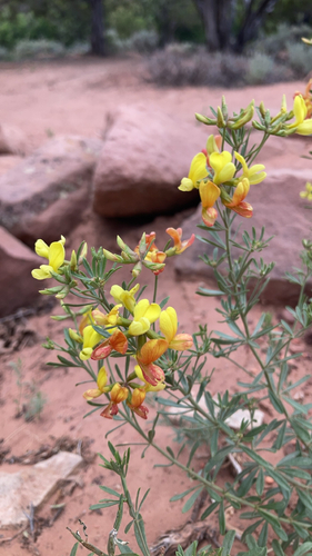 Image of Acmispon utahensis by (c) Felix Blesch, some rights reserved (CC BY)