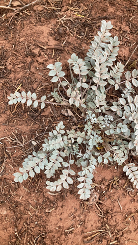 Hairy-pod Milkvetch (Astragalus concordius)