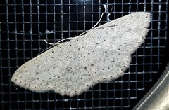 Cyclophora turneri