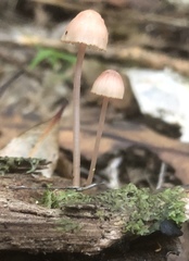 Mycena parsonsii