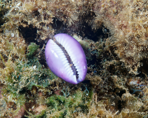 Naria poraria observed 2024-06-01