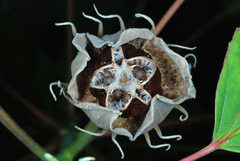 Swamp rose mallow