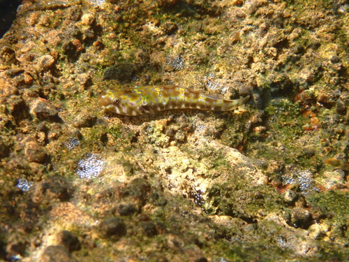Hourglass clingfish (Tomicodon petersii) — Gobiesocidae — 5