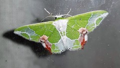 Protuliocnemis partita